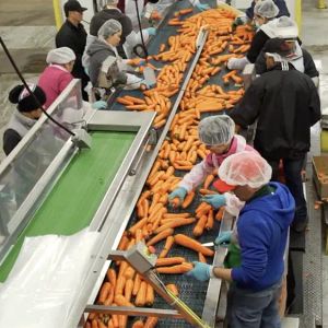 Carrots
