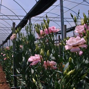 Agrotileno