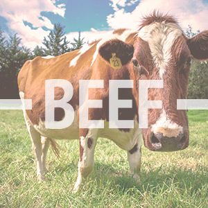 Beef