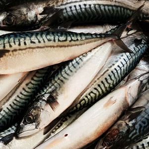 mackrel