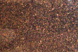 Baltic Brown