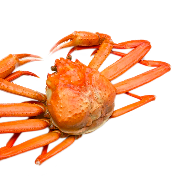 OPILIO