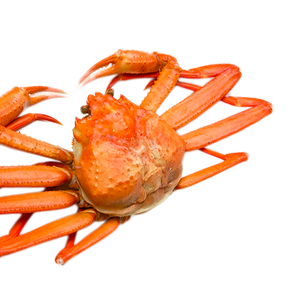OPILIO