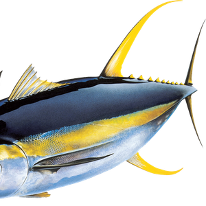TUNA