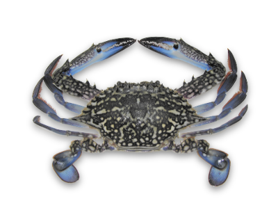 CRAB
