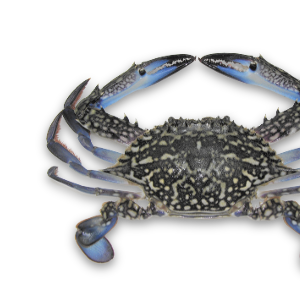 CRAB