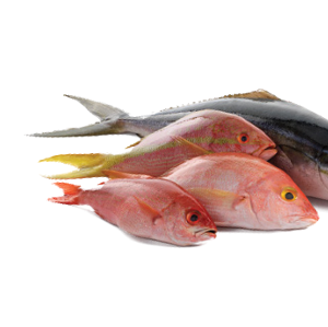 SNAPPER