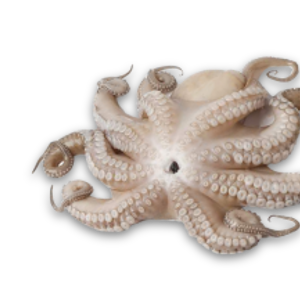 CHEPALOPOD
