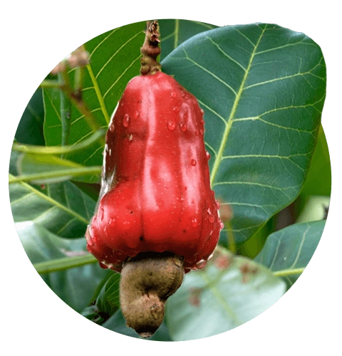 Cashew Products