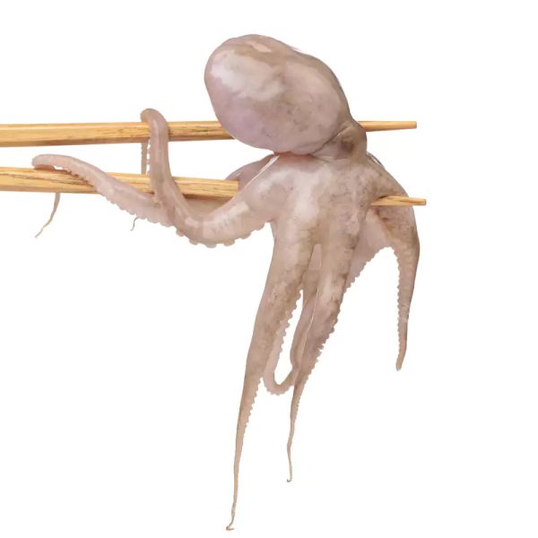 octopus whole