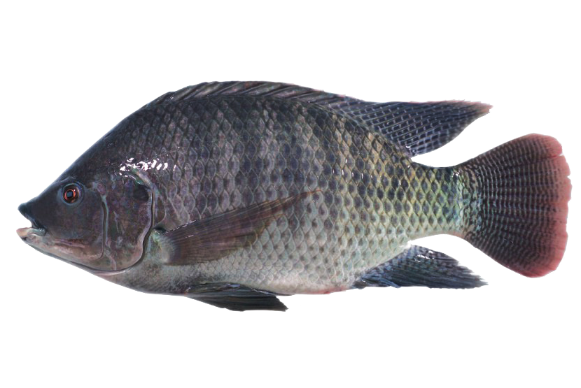TILAPIA