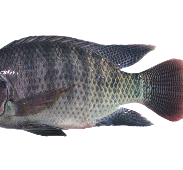 TILAPIA