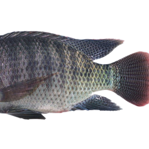 TILAPIA