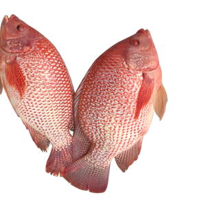 RED TILAPIA