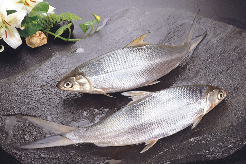 MILKFISH