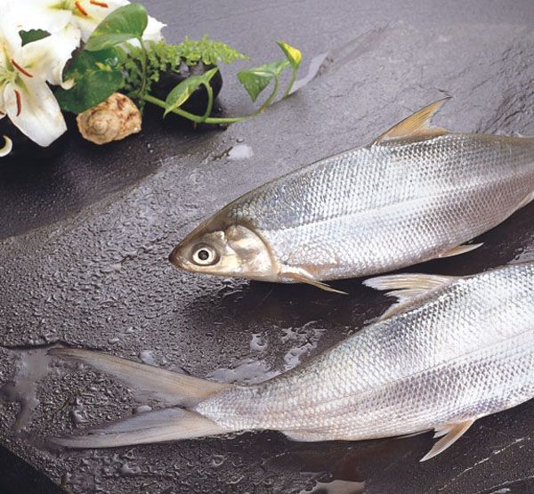 MILKFISH
