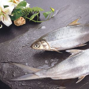 MILKFISH