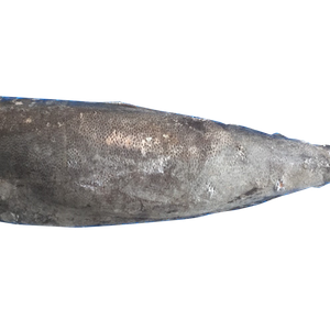 ESCOLAR OILFISH