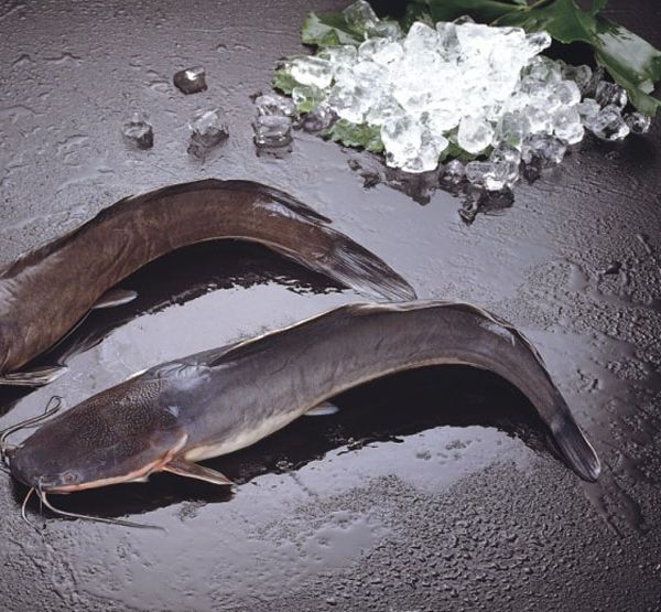 CATFISH