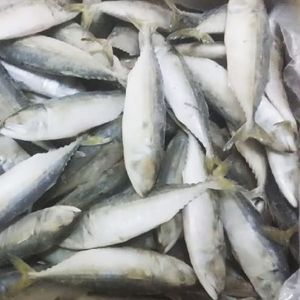 INDIAN MACKEREL