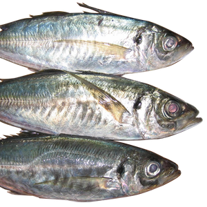 JACK MACKEREL