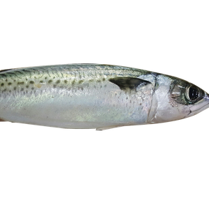 SPOTTED MACKEREL