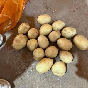 Normal Potato Bulk Supplier Buy Potato in Container New Crop Fresh Potato