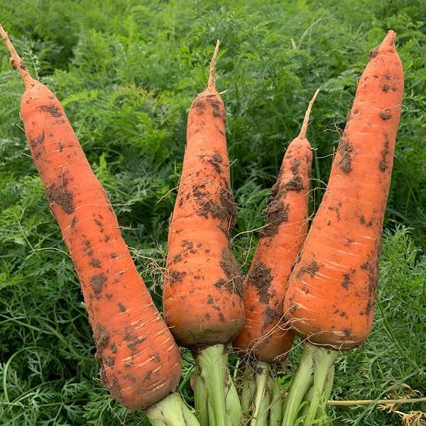 Organic Planting Fresh Vegetables Wholesale Carrot/garlic Seeds Price of Carrots/garlic