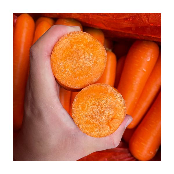 Organic Fresh Vegetables Common Cultivation High Quality Orange Natural Sweet Fresh Carrot for Export