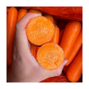 Organic Fresh Vegetables Common Cultivation High Quality Orange Natural Sweet Fresh Carrot for Export