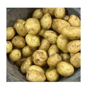 Fresh Potato Normal Potato Large Size High Quality Holland Potato