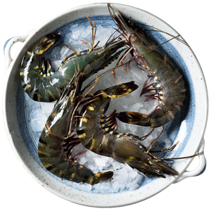 Shrimps