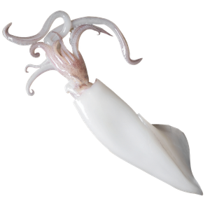 Cephalopods