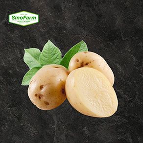 Fresh Potato