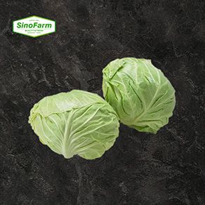 Fresh Cabbage