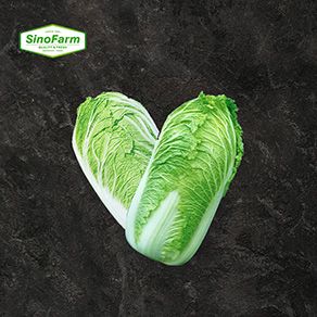 Chinese Cabbage/Celery Cabbage