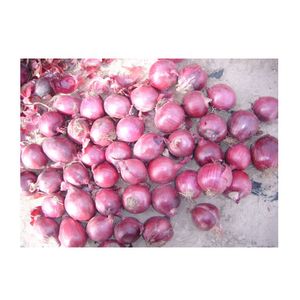 High Quality 10Kg Net Bag Bulk Fresh Red Onions Best Quality Wholesale Cheap Fresh Red Onions