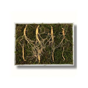 (Samio Corp) Wholesale Price Wild Ginseng High Quality Korean Wild Ginseng 7-year-old Cultivated Wild Ginseng KOTRA