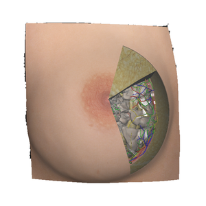 3D Printing Teaching Model  3D Printing Breast   Anatomical Structures Model