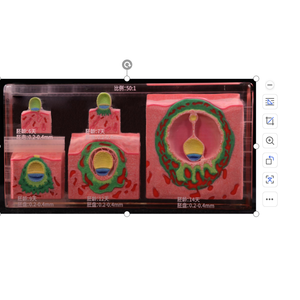 3D Printing Teaching Model  3D Printing Blastocyst and Embryonic Disc Development Process   Anatomical Structures Model