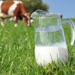 Dairy