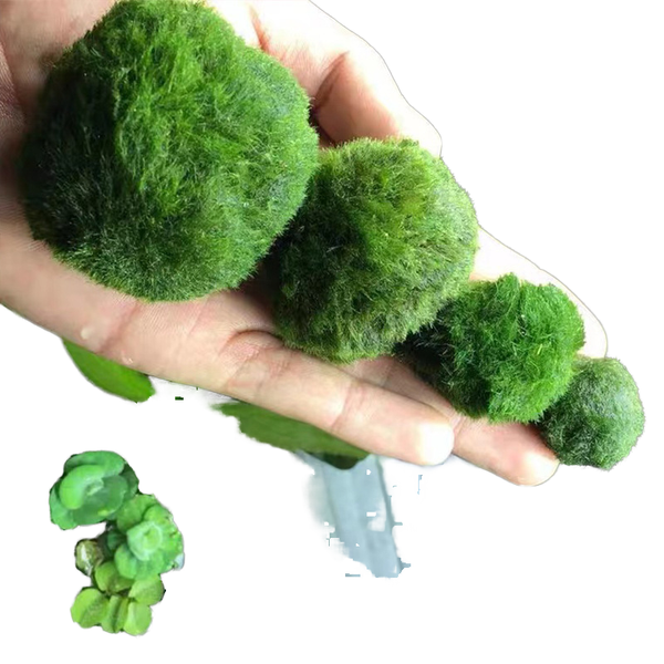 Chlorophyta Seaweed Ball Eco-Friendly Plastic Aquatic Plants Shrimp Aquariums Novice Landscaping Use Negative Water Accessory