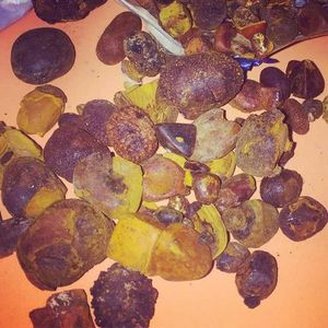 Wholesale Bulk Best Quality Natural Cow Gallstones Direct Source from Cattle