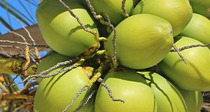 Coconut shell based activated carbon