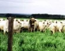 Live Cattle