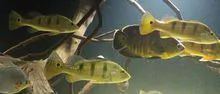 Brazilian fish