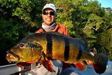 Peacock bass