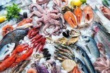 Frozen Atlantic Mackerel Supplier / Scomber Scombrus For Sale / Frozen Herring Fish Exporter