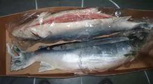Salmo Salar