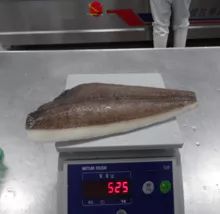 Greenland Halibut